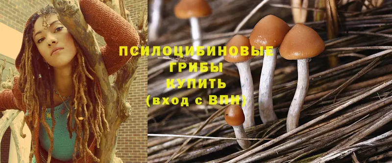 магазин    Калининец  Галлюциногенные грибы Cubensis 